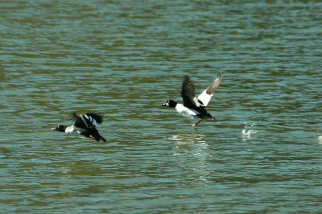 Common Goldeneye_e0019918_948504.jpg