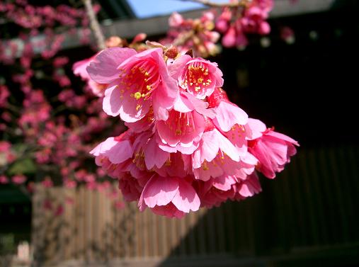 ４９．初梅＆初桜（宮地嶽神社）［２／２５］_a0054350_23302418.jpg