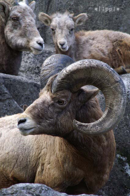 バッドランドオオツノヒツジ Badlands Bighorn Japaneseclass Jp バッドランドオオツノヒツジ Badlands Bighorn Japaneseclass Jp