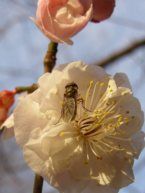 梅を独占…博物記（春ー２）　扁虻の仲間_e0064158_130450.jpg