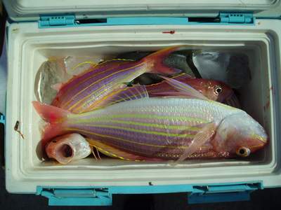 2日の釣果_a0077071_9422051.jpg
