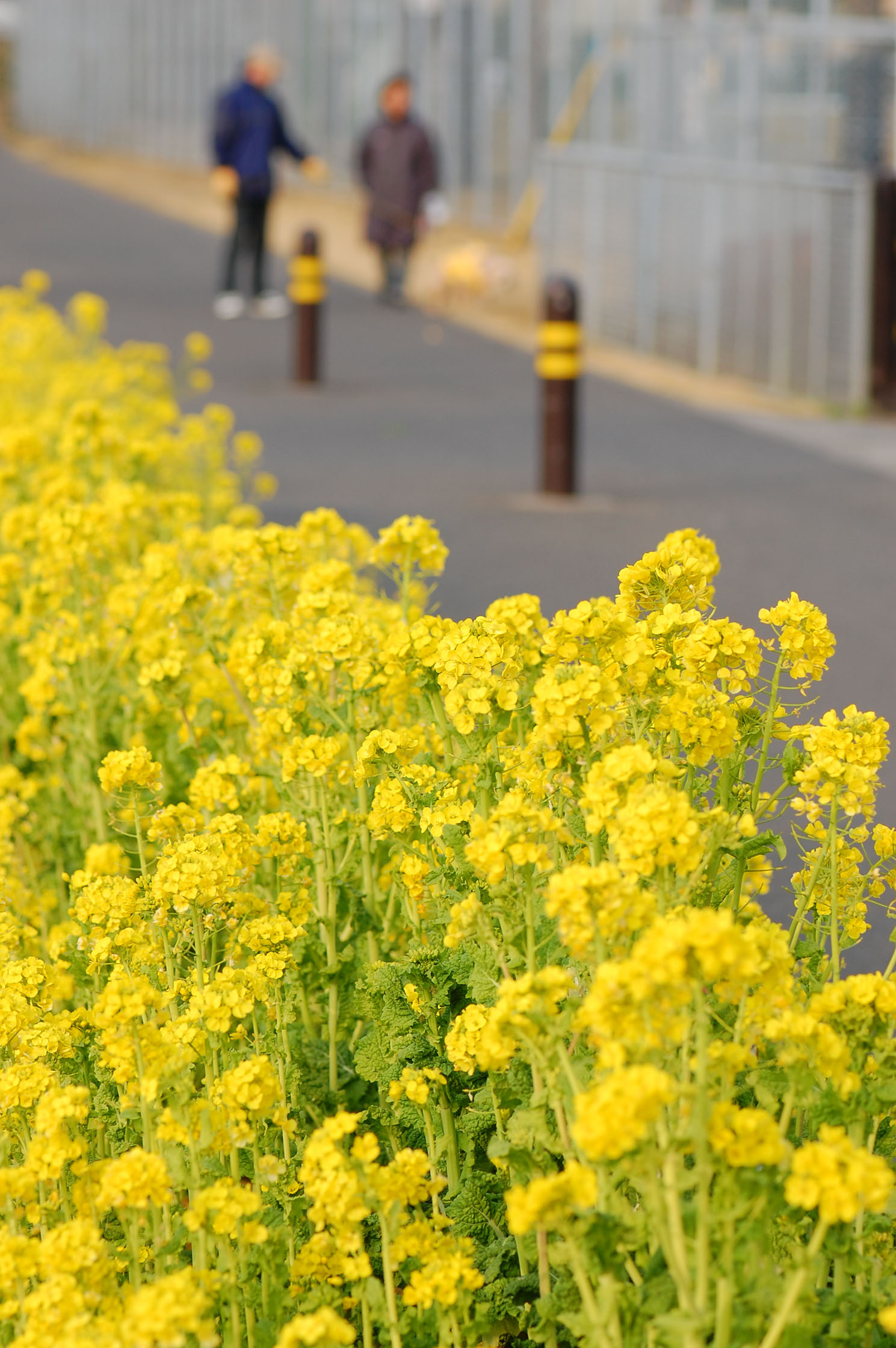 道の菜の花…AF-S Micro Nikkor ED105mm F2.8G試し撮り_e0071178_16325072.jpg