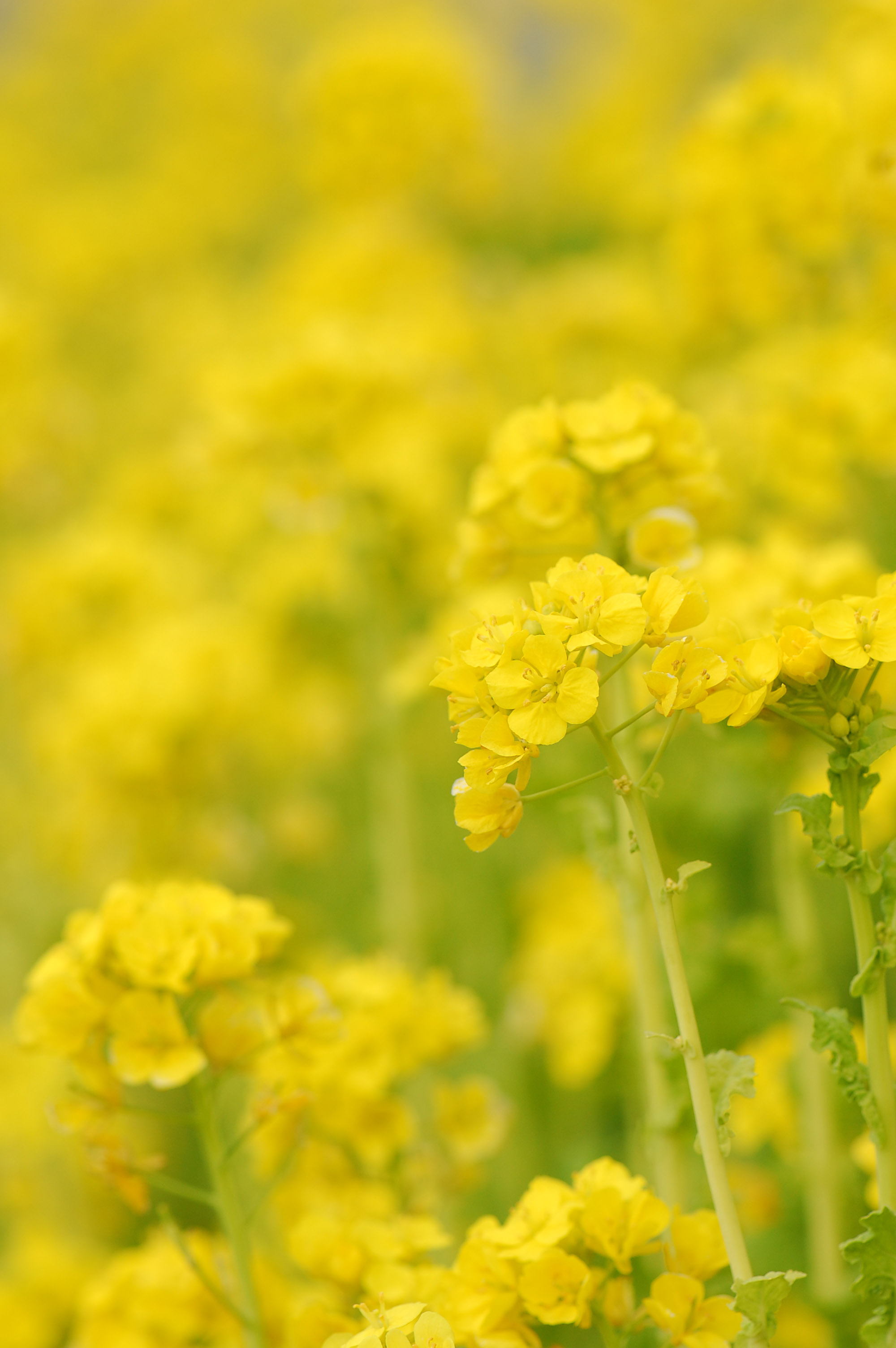 道の菜の花…AF-S Micro Nikkor ED105mm F2.8G試し撮り_e0071178_20155181.jpg