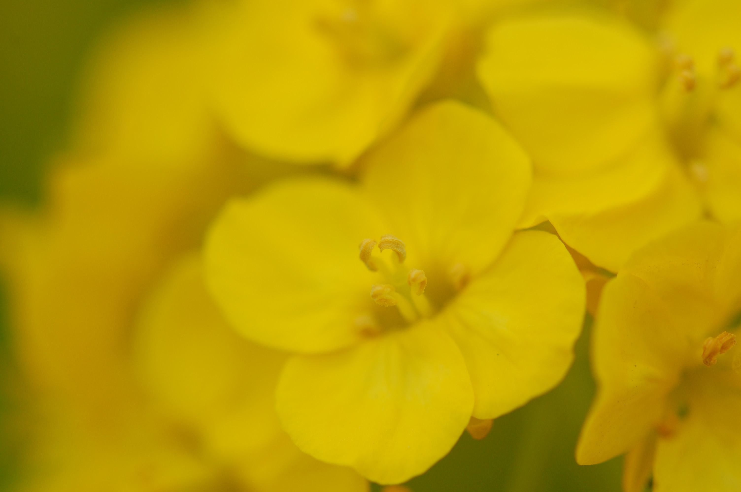 道の菜の花…AF-S Micro Nikkor ED105mm F2.8G試し撮り_e0071178_204366.jpg