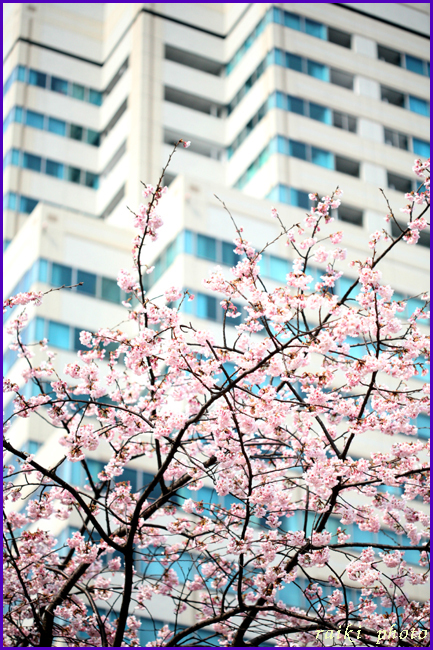 桜満開・・・_d0035398_20421652.jpg