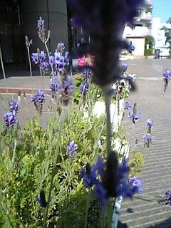 c0037701_1625736.jpg