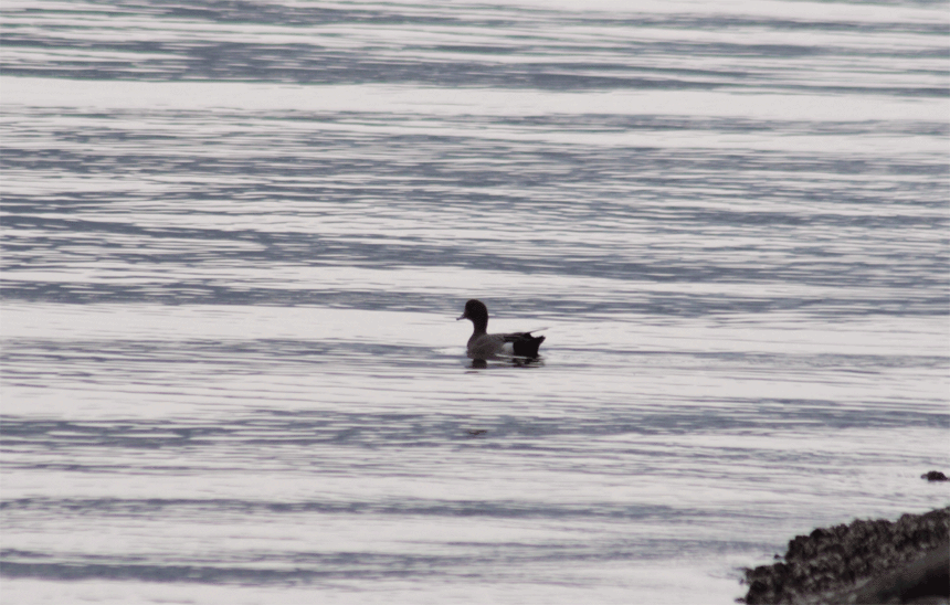e0063003_2322955.gif