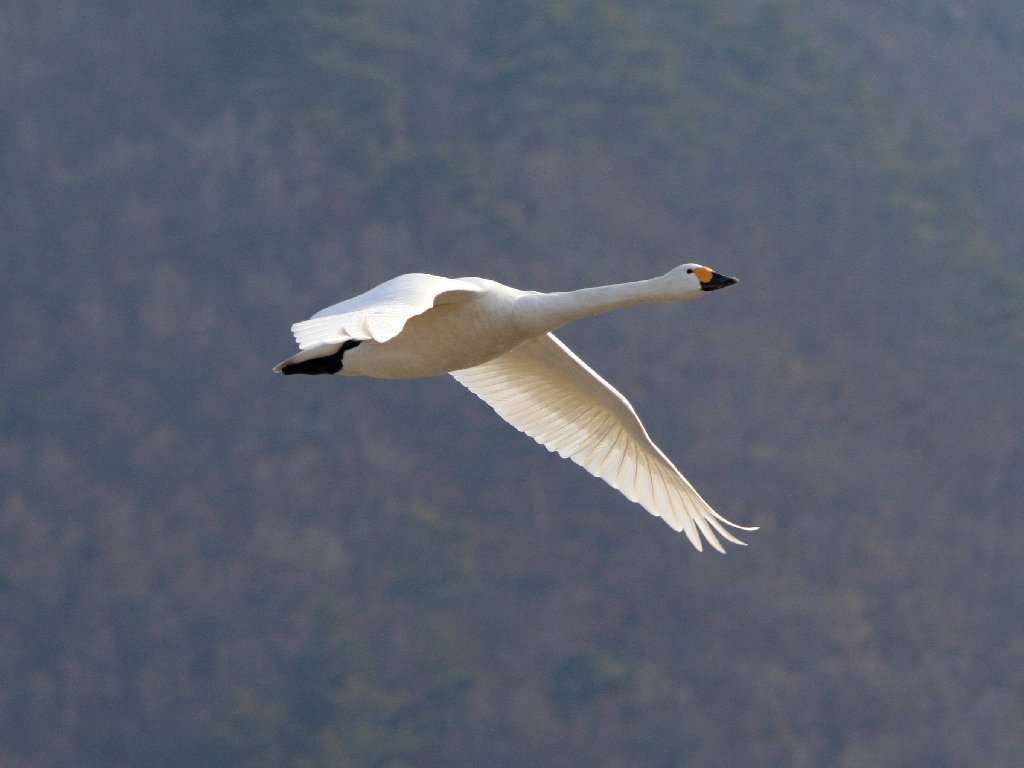 犀川の白鳥_e0103903_020272.jpg