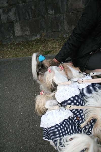 はやさき桜祭り・・・ハーブ園_c0011204_23563110.jpg