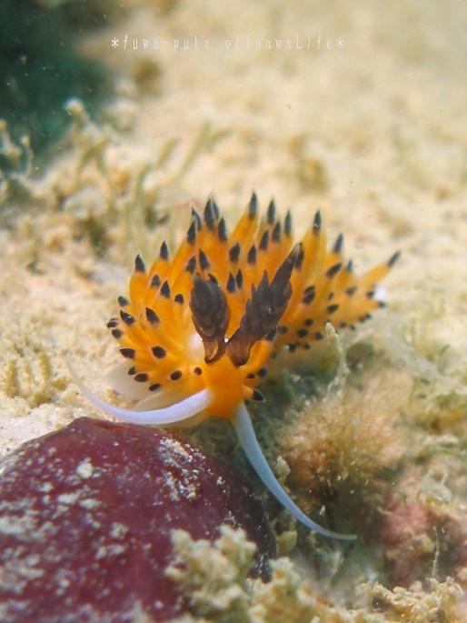 春はウミウシ、花盛り_a0082706_1844528.jpg