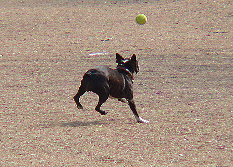 川越運動公園　ドッグラン_e0033906_11414969.jpg