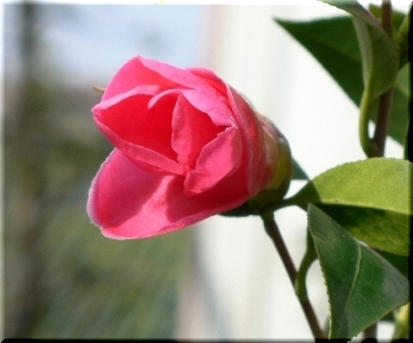 d0092026_1742969.jpg