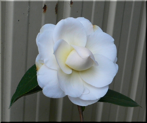 d0092026_1753062.jpg