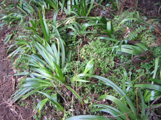 e0110940_20293768.jpg