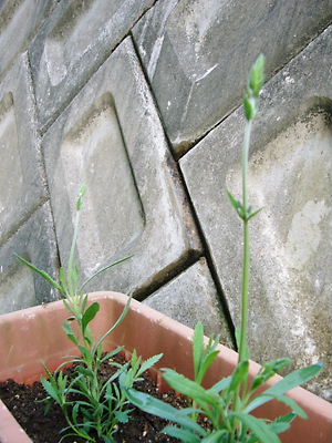 e0100046_17161691.jpg