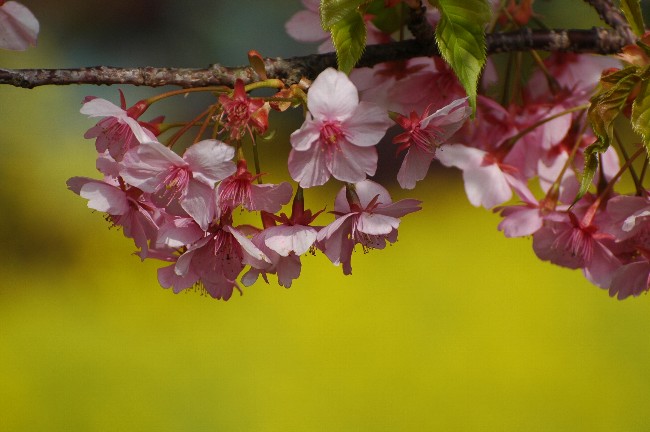 河津桜　その１_c0050853_2112258.jpg