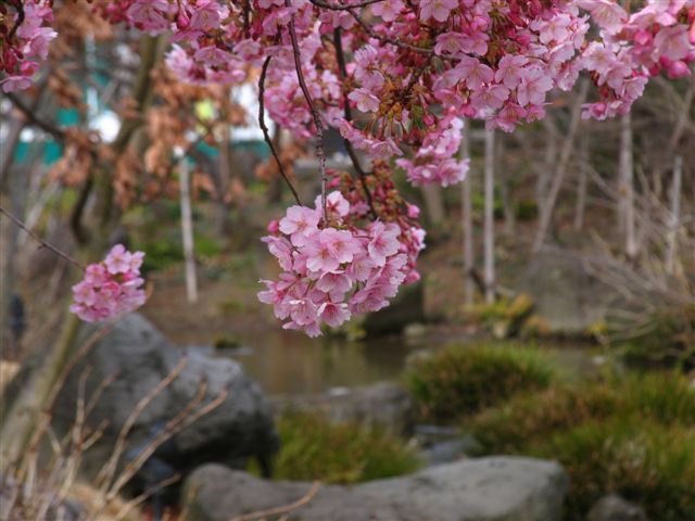 河津桜_b0021169_23242494.jpg