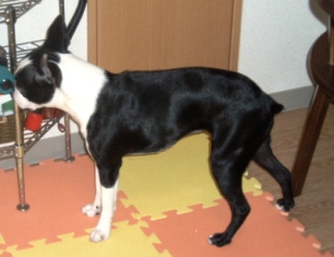 a0054700_938205.jpg