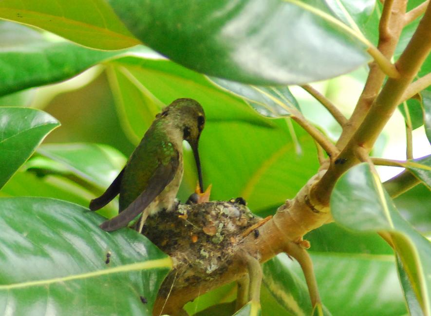 子ハチドリ、育ってます_d0049200_519281.jpg