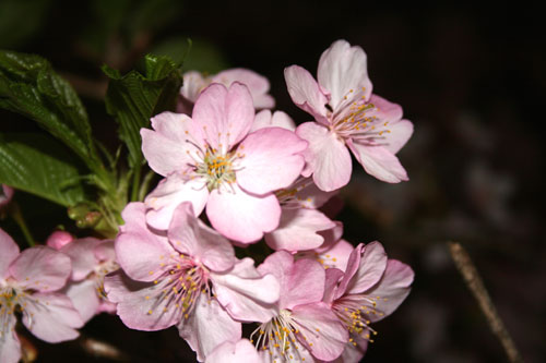 はやさき桜祭り・・・ハーブ園_c0011204_004581.jpg