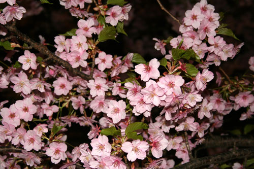 はやさき桜祭り・・・ハーブ園_c0011204_012795.jpg