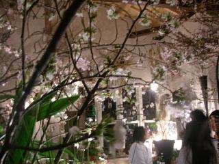 去年の花見は・・_c0102228_20252195.jpg
