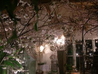 去年の花見は・・_c0102228_20253211.jpg