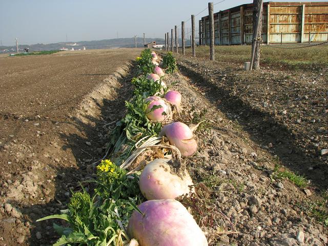 菘・鈴菜　（蕪）＜春の七草＞_f0099535_226363.jpg