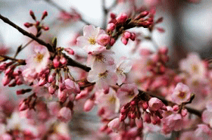 f0063944_1645852.gif