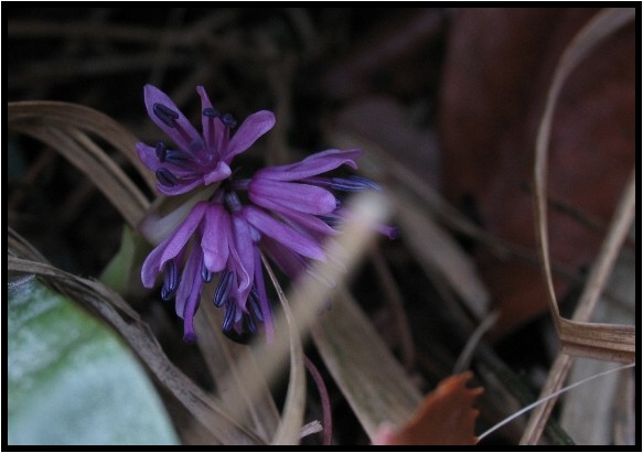 ショウジョウバカマ 野草風薫 ショウジョウバカマ 野草風薫