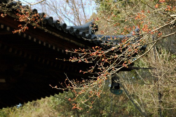 　　根 来 寺　　_b0093754_0355975.jpg