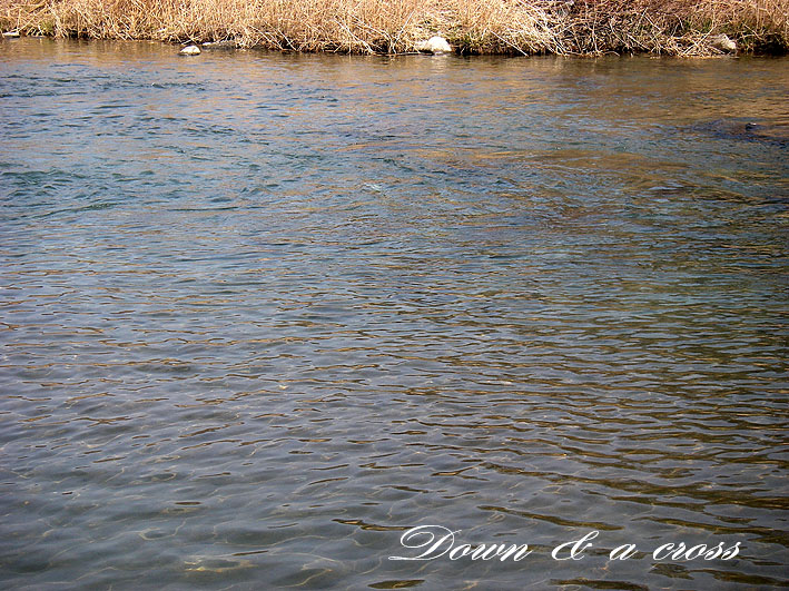 渡良瀬川の放流日_c0095801_207718.jpg