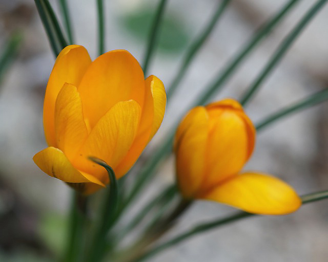 クロッカス 別名 花さふらん 野草デジカメ日記