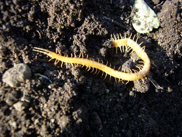 畑を耕していたらムカデがいました 昆虫ブログ むし探検広場 畑を耕していたらムカデがいました 昆虫ブログ むし探検広場