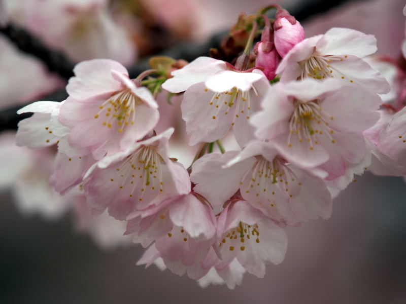 櫻花_e0004009_075725.jpg