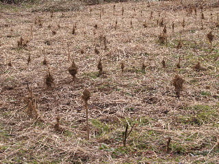 e0112213_811696.jpg