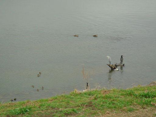 c0000718_155561.jpg