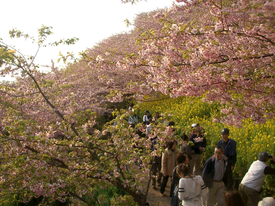 松田山の河津桜　その③_c0086221_18593623.jpg