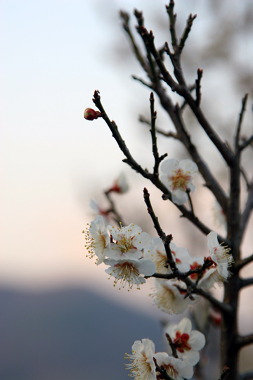 黄昏時のため息ではありませんが、週末です・・。_f0081726_20323257.jpg