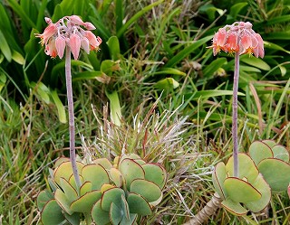 e0098241_11144145.jpg