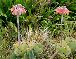 タウランガの花　（１月２２日）_e0098241_11144145.jpg