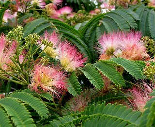 タウランガの花　（１月２２日）_e0098241_1164887.jpg