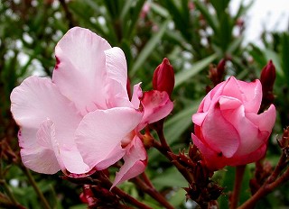 タウランガの花　（１月２２日）_e0098241_1184162.jpg