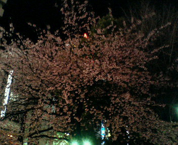 夜桜_a0061057_10040.jpg