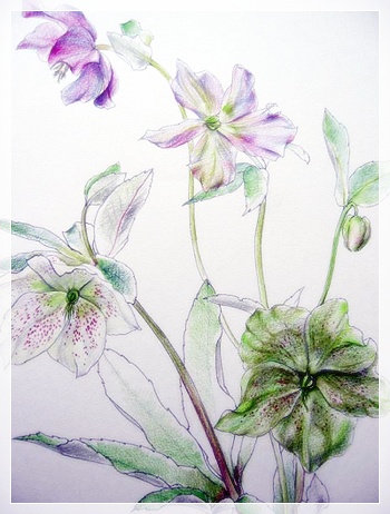 画家haru☆油彩画☆クリスマスローズ☆特寸450×350ミリ☆肉筆画