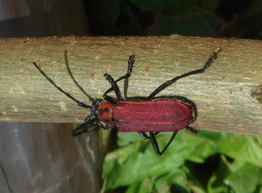 c0108460_1729350.jpg