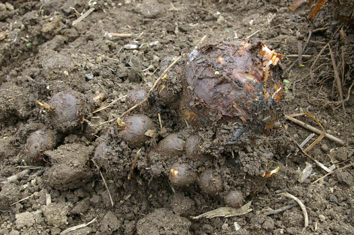 キャベツの初収穫とサトイモの本格植え付け（２００７・３・５）_c0014967_0334191.jpg