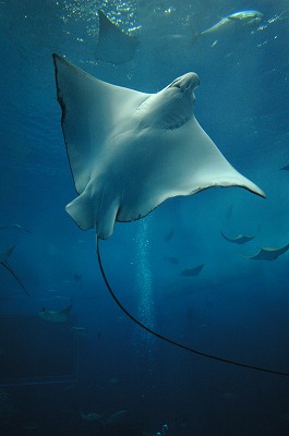 美ら海水族館_c0060482_1230611.jpg