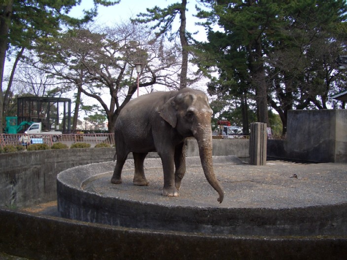 小田原城址公園動物園_e0114588_2085131.jpg