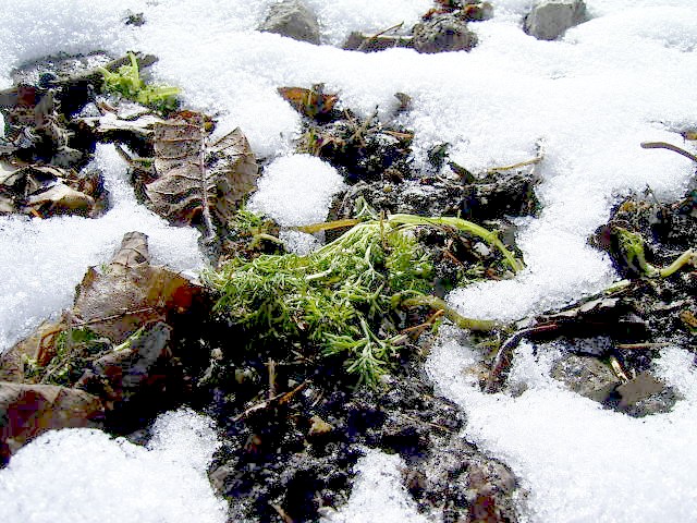 c0099395_1473051.jpg